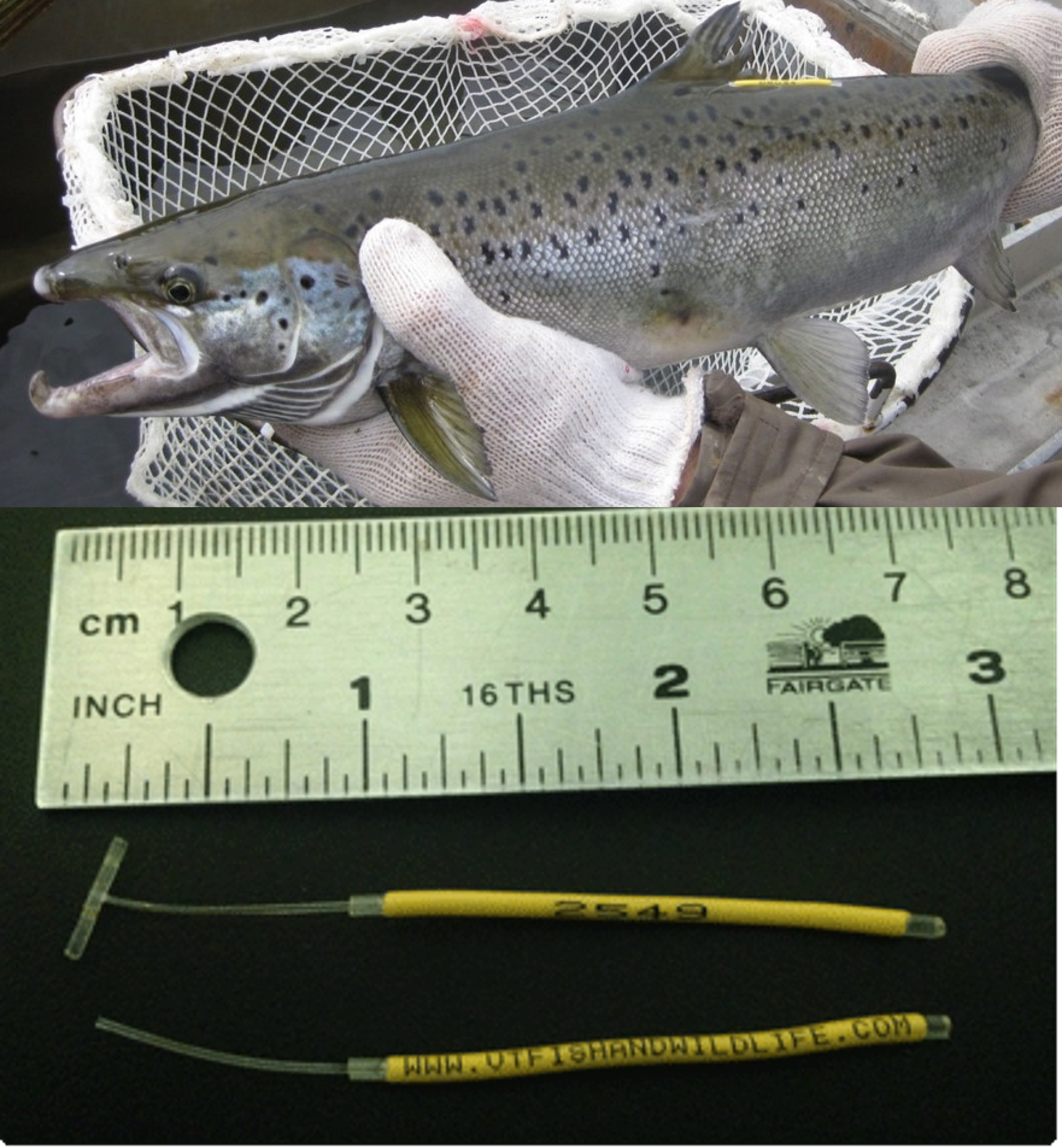 Vermont Angler Science Submission Form